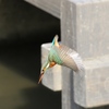 飛び込み