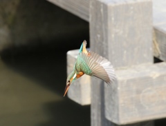飛び込み