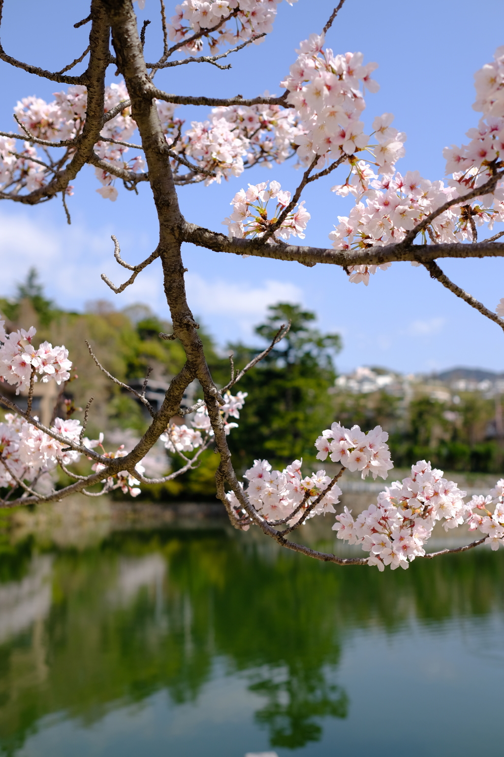 深田池公園の桜
