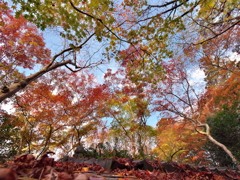 瑞宝寺公園の紅葉