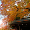 瑞宝寺公園の紅葉