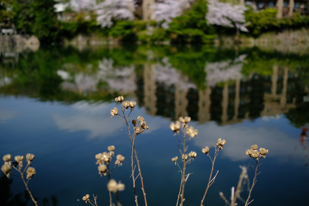 春だというのに