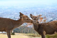 若草山