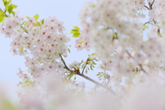 2020年の桜