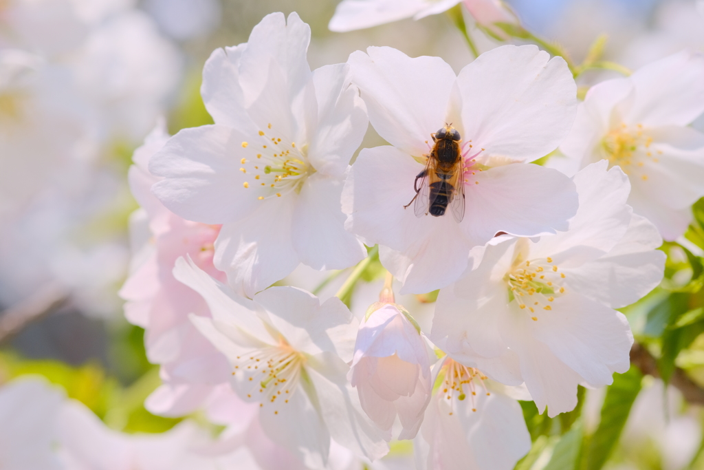 虫的桜の楽しみ方