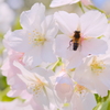 虫的桜の楽しみ方