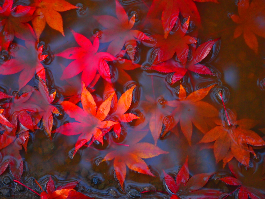 紅葉