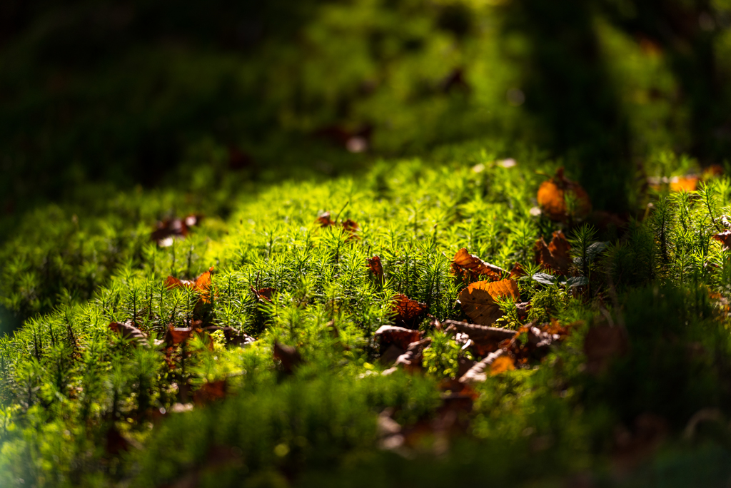 苔生す秋