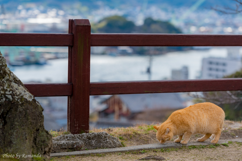 こねこのみち