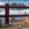 こねこのみち