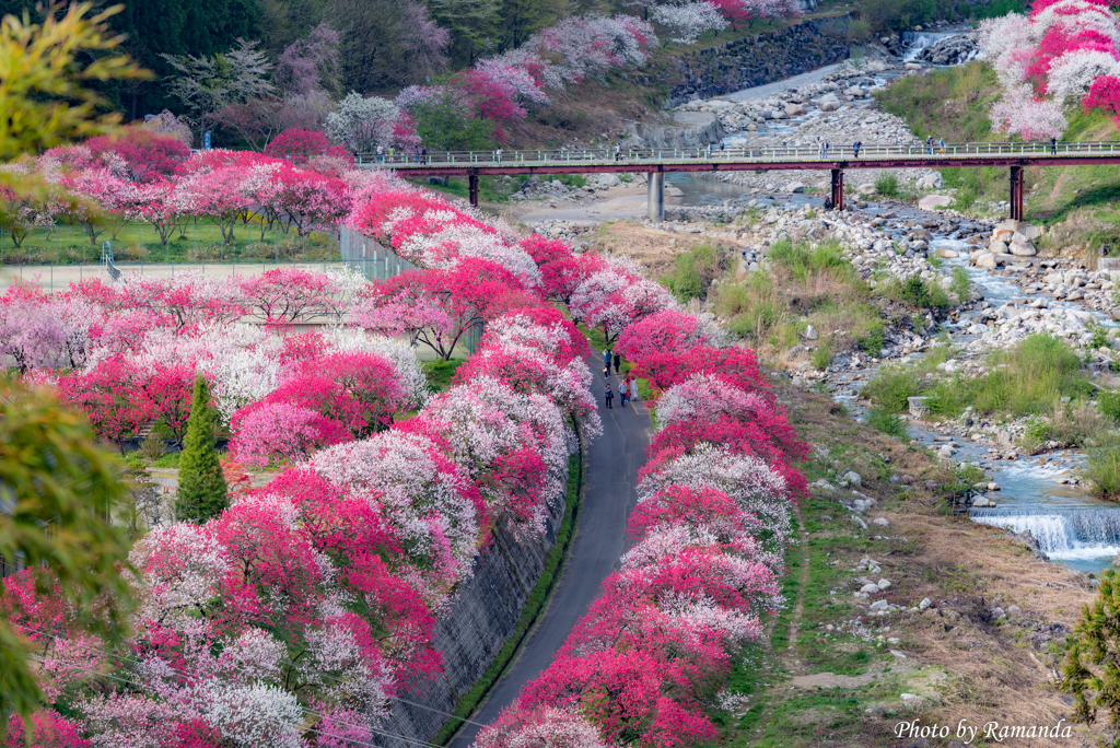 桃色小路