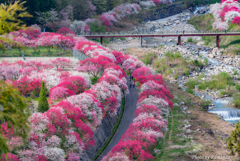 桃色小路