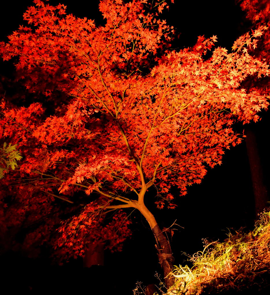 紅葉、烈火のごとく