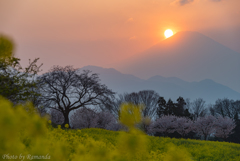 春薫る夕富士