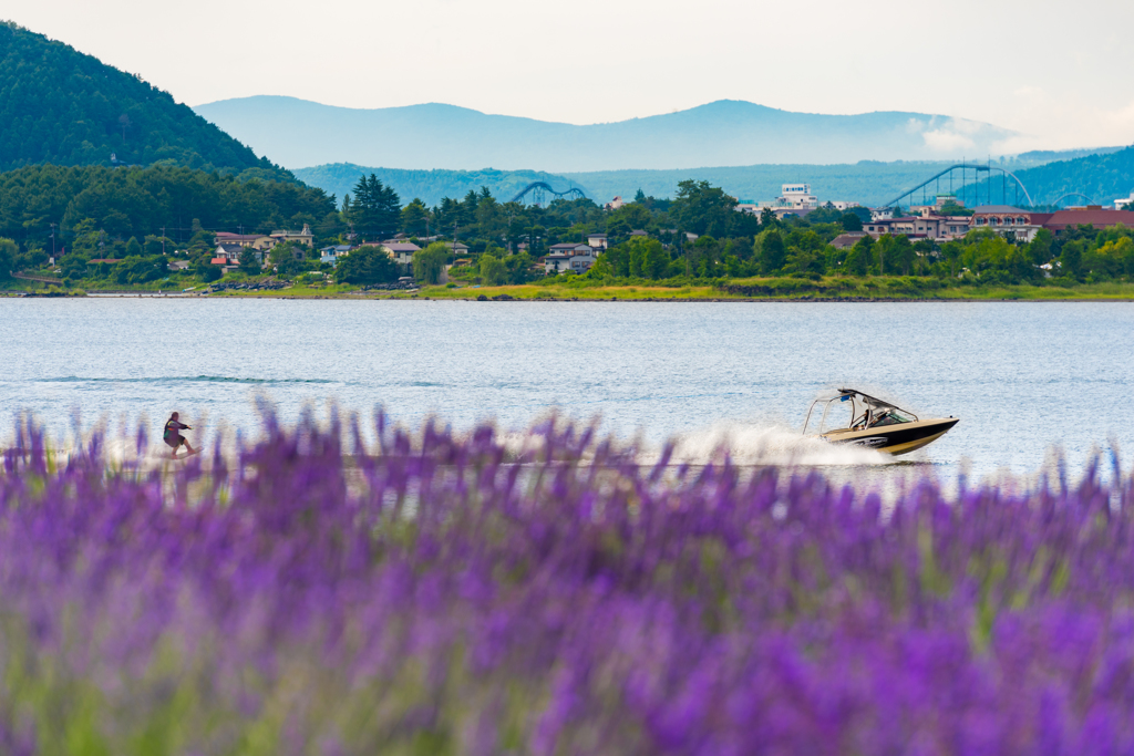 Enjoy Purple Waves