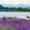 Enjoy Purple Waves