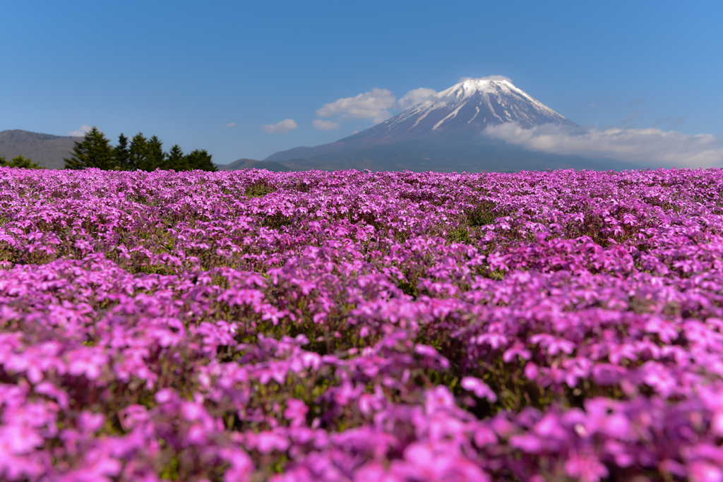 芝桜の海