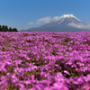 芝桜の海