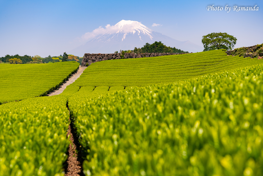 富士茶景