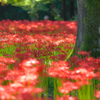 紅の楽園