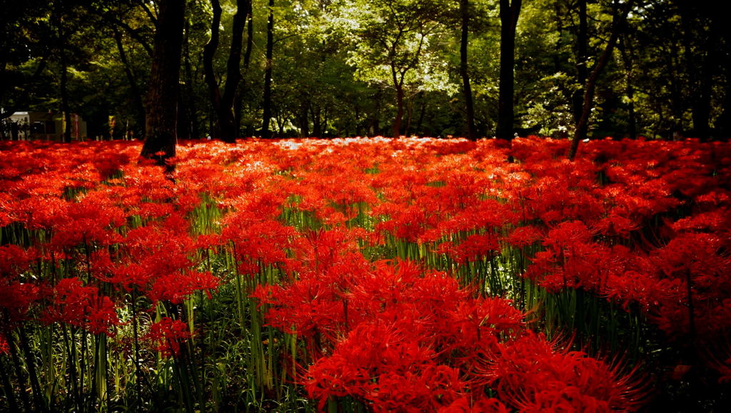 朝陽注ぐ紅の絨毯