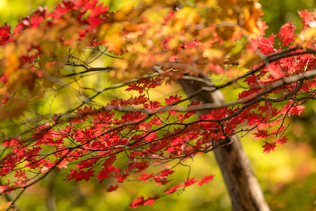 紅葉と黄葉