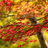 紅葉と黄葉