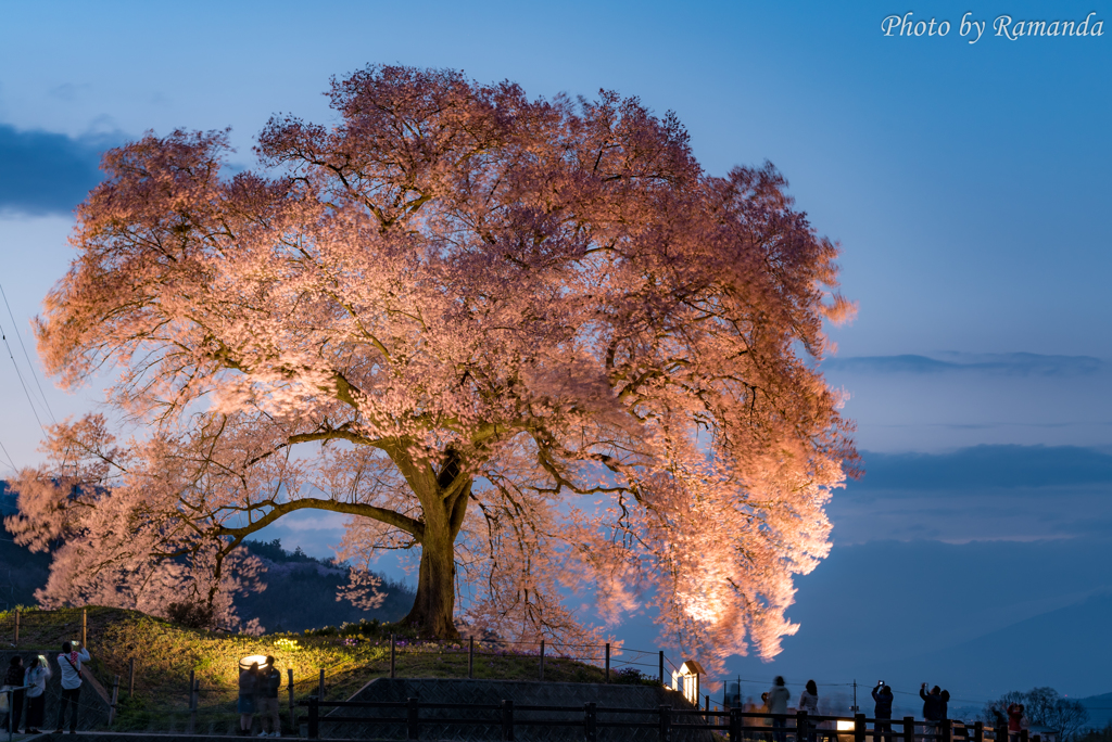 揺らぐ桜ピンク