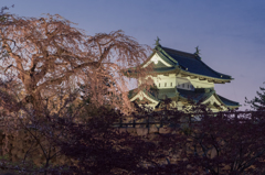 弘前城の春