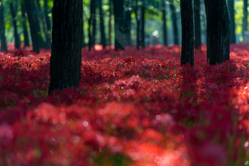 Red Spider Lilies