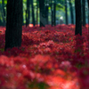 Red Spider Lilies