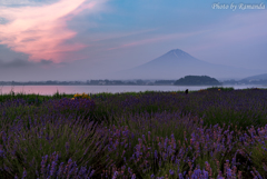 Herbal Scenery