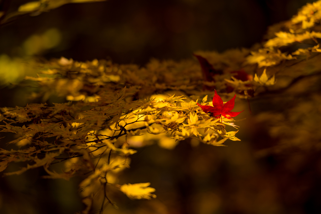 紅一点