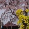 春