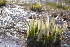 水芭蕉