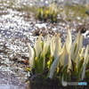 水芭蕉