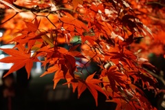 夜の紅葉