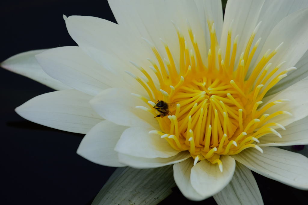 睡蓮とミツバチ