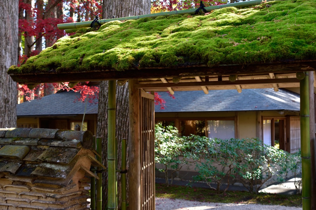 苔屋根