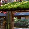 苔屋根