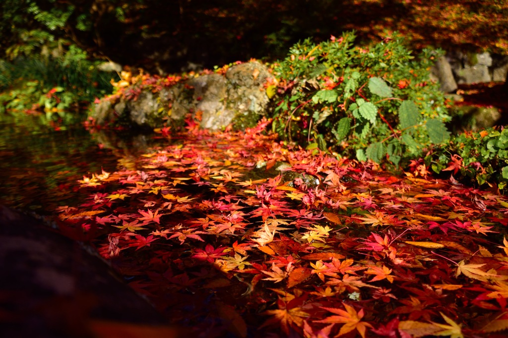 浮いた紅葉