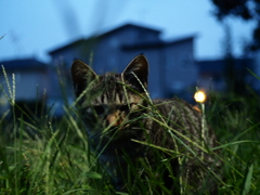 集会ネコ