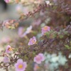 ふんわり