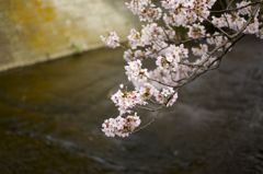 恩田川の桜②