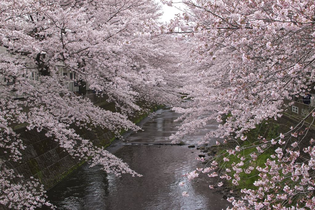 恩田川の桜④