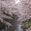 恩田川の桜④