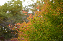 町田　薬師池公園①