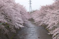 恩田川の桜①
