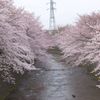 恩田川の桜①