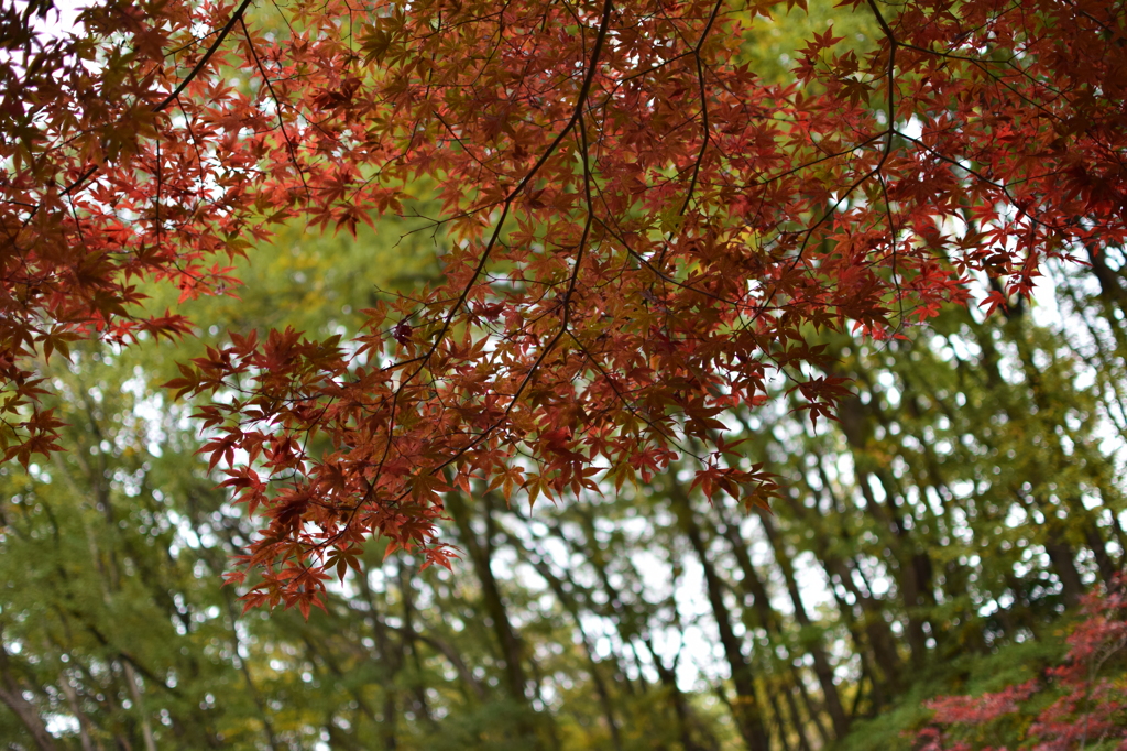 町田　薬師池公園④